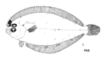 Image of Trichopsetta orbisulcus 