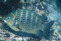Image of Abudefduf declivifrons (Mexican nightsergeant)