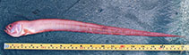 Image of Acanthocepola indica 