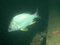 Image of Acanthopagrus latus (Yellowfin seabream)