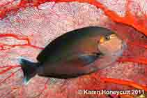 Image of Acanthurus mata (Elongate surgeonfish)