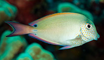 Image of Acanthurus nigrofuscus (Brown surgeonfish)