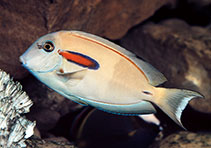 Image of Acanthurus olivaceus (Orangespot surgeonfish)