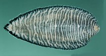 Image of Soleichthys dori 