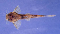 Image of Pseudobagarius subtilis 