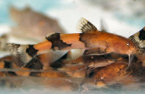 Image of Akysis vespa 