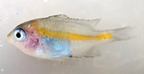 Image of Altrichthys alelia (Alelia’s damselfish)