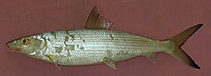 Image of Albula argentea (Longjaw bonefish)