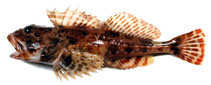 Image of Alcichthys elongatus 