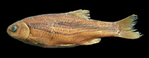 Image of Alburnoides petrubanarescui 