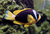 Image of Amphiprion allardi (Twobar anemonefish)