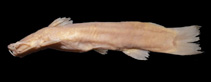 Image of Amblyceps apangi 