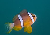 Image of Amphiprion clarkii (Yellowtail clownfish)