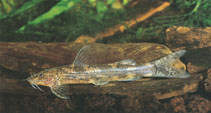 Image of Amphilius jacksonii (Marbled mountain catfish)