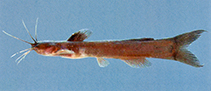 Image of Amblyceps platycephalus 
