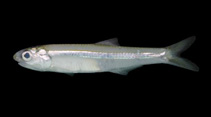Image of Anchoviella brevirostris (Snubnose anchovy)