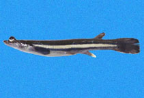 Image of Anableps dowii (Pacific foureyed fish)