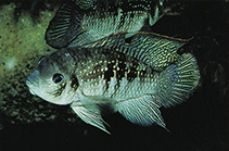 Image of Andinoacara latifrons (Platinum acara)