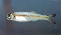 Image of Anchoa mitchilli (Bay anchovy)