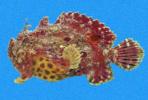 Image of Abantennarius sanguineus (Bloody frogfish)