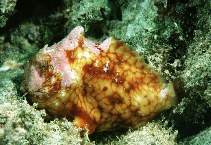 Image of Antennatus tuberosus (Tuberculated frogfish)