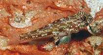 Image of Ancistrogobius yanoi (Yano’s cheek-hook goby)