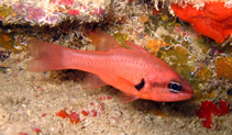 Image of Apogon axillaris (Axillary-spot cardinalfish)