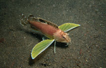 Image of Apistus carinatus (Ocellated waspfish)