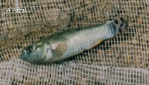 Image of Aphaniops ginaonis 