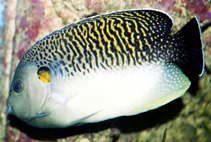 Image of Apolemichthys kingi (Tiger angelfish)