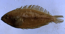Image of Arnoglossus laterna (Mediterranean scaldfish)