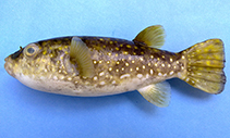 Image of Arothron leopardus (Banded leopardblowfish)