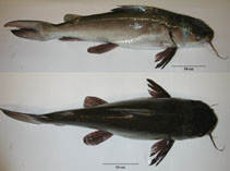 Image of Netuma proxima (Arafura catfish)