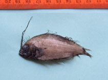 Image of Arnoglossus tapeinosoma (Drab flounder)