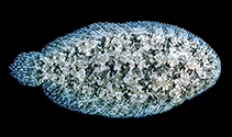 Image of Aseraggodes crypticus (Cryptic Sole)
