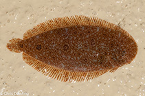 Image of Aseraggodes melanostictus (Mottled sole)