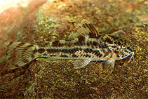 Image of Aspidoras poecilus (Point catfish)