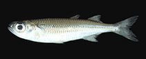 Image of Atherinomorus forskalii (Red Sea hardyhead silverside)