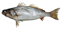 Image of Atractoscion microlepis (Small scale lunate caudal fin croaker)
