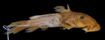 Image of Atopochilus pachychilus 