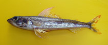 Image of Aulopus cadenati (Guinean flagfin)