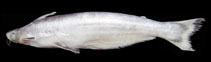 Image of Auchenipterus osteomystax 