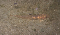 Image of Awaous tajasica (Sand fish)