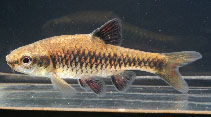 Image of Enteromius apleurogramma (East African red finned barb)