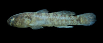 Image of Barbulifer enigmaticus (Goateed goby)
