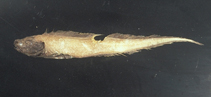 Image of Bassozetus glutinosus (Glutin assfish)