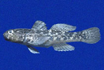 Image of Bathygobius lineatus (Southern frillfin)