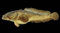 Image of Batrachoides pacifici (Pacific toadfish)