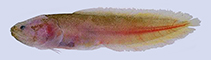 Image of Beaglichthys bleekeri (Bleeker\