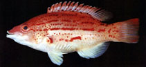 Image of Bodianus leucosticticus (Lined hogfish)